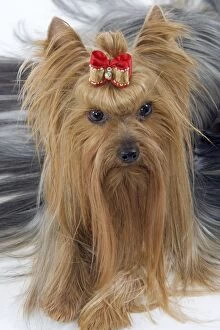 Images Dated 13th March 2006: Dog - Yorkshire Terrier with bow in hair
