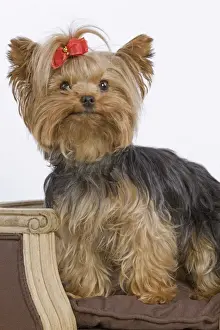 Bows Prints: Dog - Yorkshire Terrier on chair