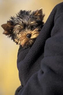 Scruffy Gallery: Dog - Yorkshire Terrier, close-up of head