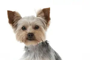DOG - Yorkshire terrier (head shot)