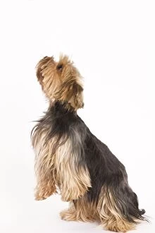 Images Dated 9th October 2008: Dog - Yorkshire terrier on hind legs