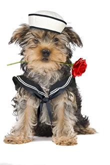 Dog - Yorkshire Terrier holding rose wearing sailor outfit Dog - Yorkshire Terrier holding rose wearing sailor outfit