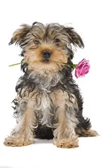Valentine Prints: Dog - Yorkshire Terrier holdng rose in mouth Digital Manipulation: Rose (Su)