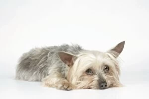 Images Dated 9th August 2007: DOG. Yorkshire terrier laying down
