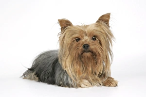 Images Dated 9th August 2007: DOG. Yorkshire terrier laying down