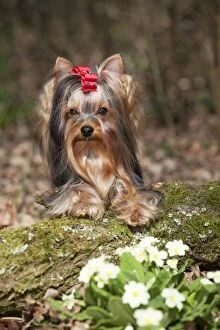Images Dated 23rd March 2012: DOG - Yorkshire terrier looking over moss covered log