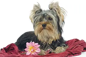 Yorkshire Terriers Prints: Dog - Yorkshire Terrier lying down