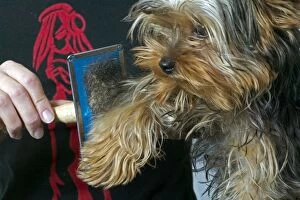 Brushes Gallery: Dog - Yorkshire Terrier with owner being brushed