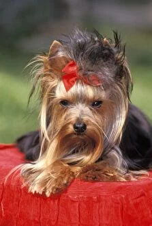 Bows Gallery: Dog - Yorkshire Terrier posing