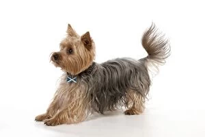 DOG - Yorkshire Terrier in a pounce stance