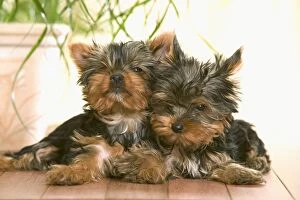 Scruffy Gallery: DOG - two Yorkshire Terrier puppies