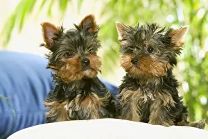 Scruffy Prints: Dog - two Yorkshire Terrier puppies