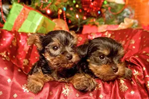 Dog - Yorkshire Terrier puppies with Christmas decorations