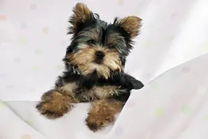 Baby Animal Prints: DOG - Yorkshire terrier puppy