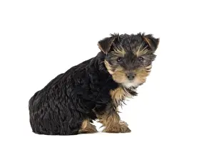 Dog - Yorkshire Terrier puppy