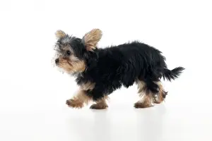 DOG - Yorkshire terrier puppy