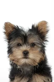 Cute Prints: DOG - Yorkshire terrier puppy