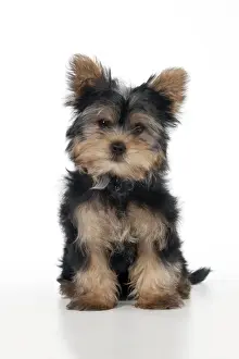 DOG - Yorkshire terrier puppy