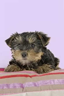 Images Dated 18th May 2012: Dog - Yorkshire Terrier puppy - on cushion Manipulation: Background colour changed from white