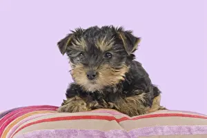 Yorkshire Terriers Prints: Dog - Yorkshire Terrier puppy - on cushion Manipulation: Background Colour changed from white