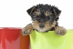 Broken Haired Scottish Gallery: Dog - Yorkshire Terrier puppy - in flowerpot