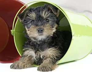 Images Dated 18th May 2012: Dog - Yorkshire Terrier puppy - in flowerpot