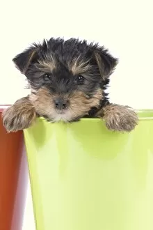 Images Dated 18th May 2012: Dog - Yorkshire Terrier puppy - in flowerpot Manipulation: Background Colour changed from white