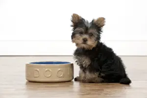 Waiting Prints: DOG - Yorkshire terrier puppy sitting with food bowl