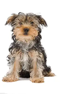 Dog - Yorkshire Terrier puppy sitting in studio