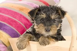 Broken Haired Scottish Gallery: Dog - Yorkshire Terrier puppy - in wooden basket