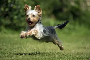 Lawns Prints: DOG - Yorkshire terrier running in garden