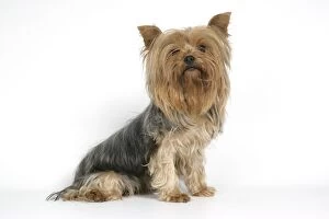 Images Dated 9th August 2007: DOG. Yorkshire terrier sitting down