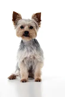 Yorkshire Terriers Prints: DOG - Yorkshire terrier sitting