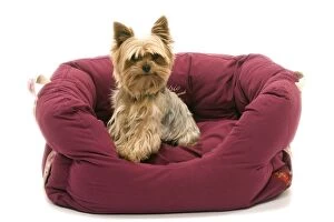 Dog - Yorkshire Terrier sitting down soft bed