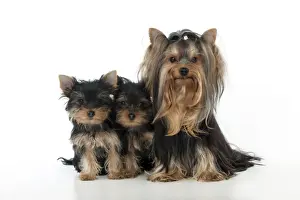 Adults Prints: DOG - Yorkshire terrier sitting with two yorkshire terrier puppies