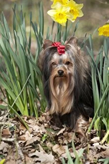 Images Dated 23rd March 2012: DOG - Yorkshire terrier standing in daffodils
