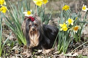Images Dated 23rd March 2012: DOG - Yorkshire terrier standing in daffodils