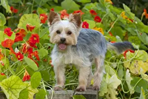 Balance Prints: DOG - Yorkshire terrier standing on edge of plant box