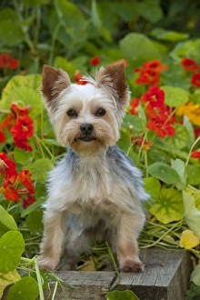 DOG - Yorkshire terrier standing on edge of plant box DOG - Yorkshire terrier standing on edge of plant box