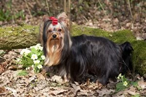 Images Dated 23rd March 2012: DOG - Yorkshire terrier standing in front of moss