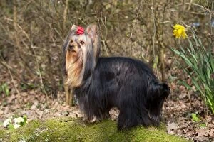 Images Dated 23rd March 2012: DOG - Yorkshire terrier standing on moss covered log