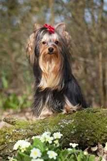 Images Dated 23rd March 2012: DOG - Yorkshire terrier standing on moss covered log
