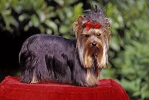 Bows Gallery: Dog - Yorkshire Terrier standing on red pillow