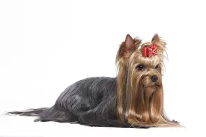 Bows Prints: Dog - Yorkshire Terrier in studio