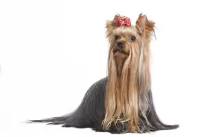 Dog - Yorkshire Terrier in studio