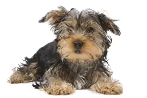 Dog - Yorkshire Terrier in studio