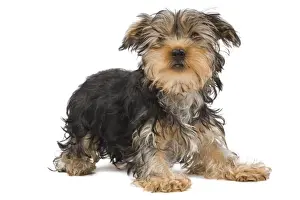 Dog - Yorkshire Terrier in studio