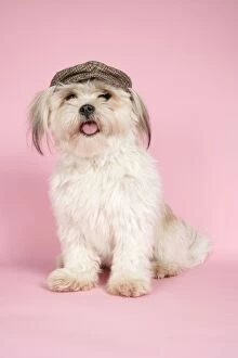 Images Dated 9th August 2007: DOG. Yorkshire terrier wearing cat / hat