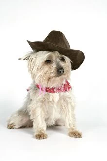 DOG. Yorkshire terrier wearing hat and scarf