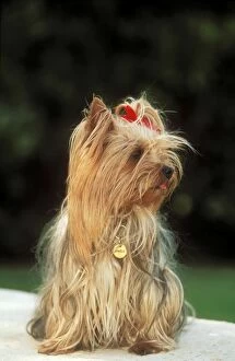 DOG -Yorkshire Terrier wearing name ID collar